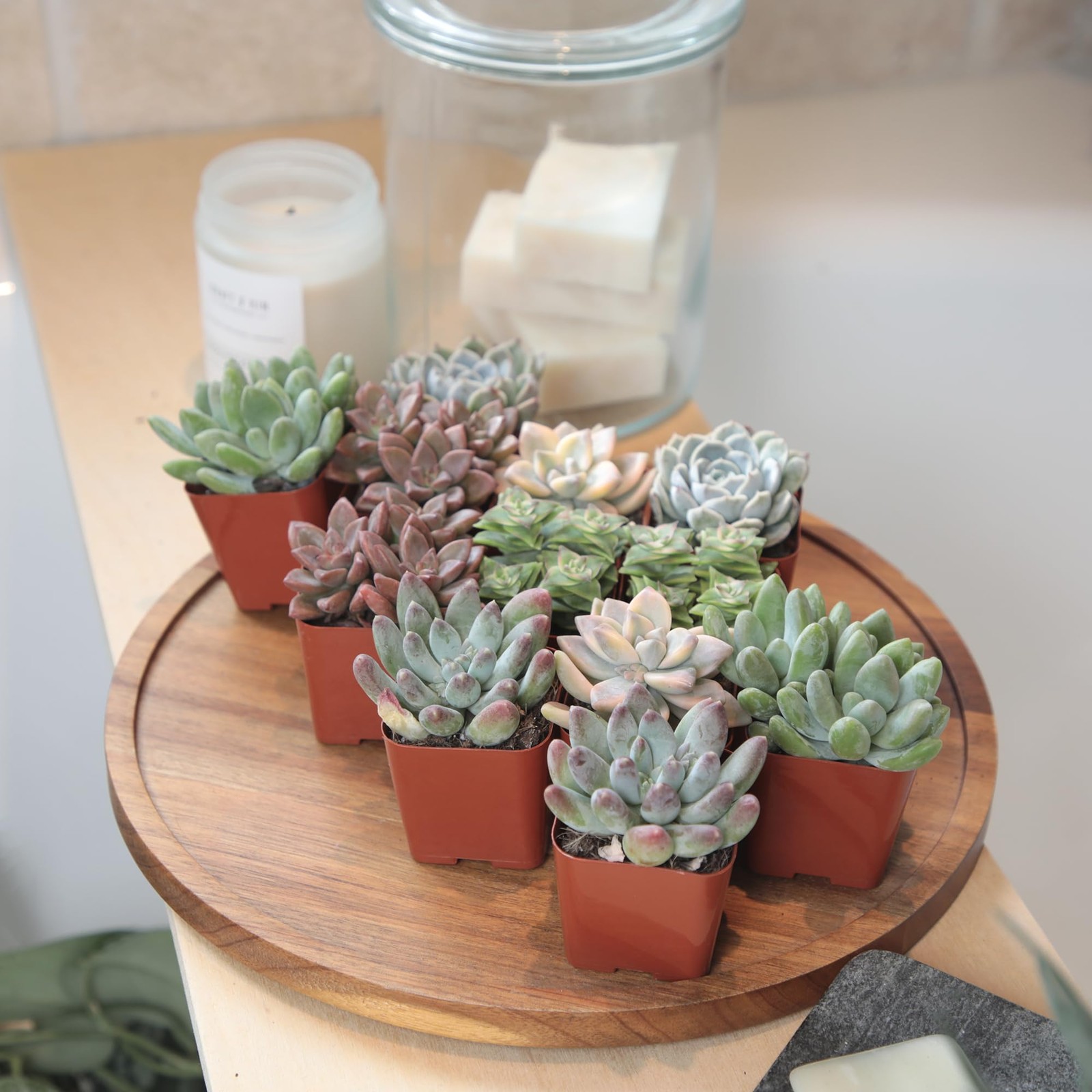 Live Succulents 12Pack 6 Unique Varieties, Easy Care, Assorted Colors