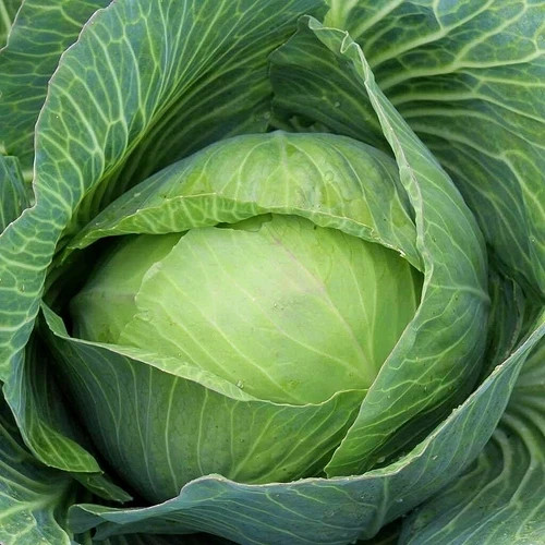 Cabbage ‘Golden Acre’ (Brassica oleracea) non-GMO Heirloom seeds 150ct