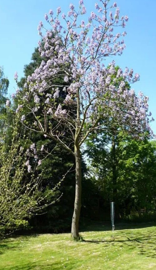 10 empress tree, ROYAL EMPRESS POULOWNIA, Seeds!