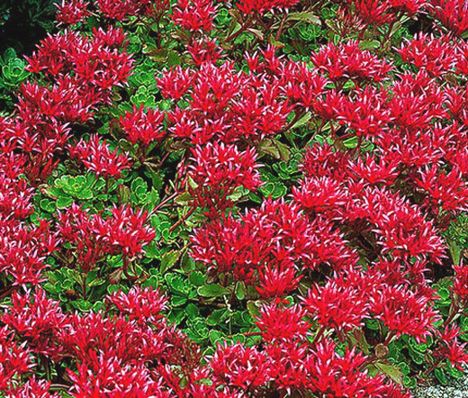SEDUM SUMMER GLORY STONECROP Sedum Spurium – 20 Seeds
