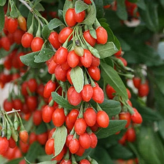 1 ft – 2 ft tall plant in pot Goji berry wolfberry (superfood) fruiting bush