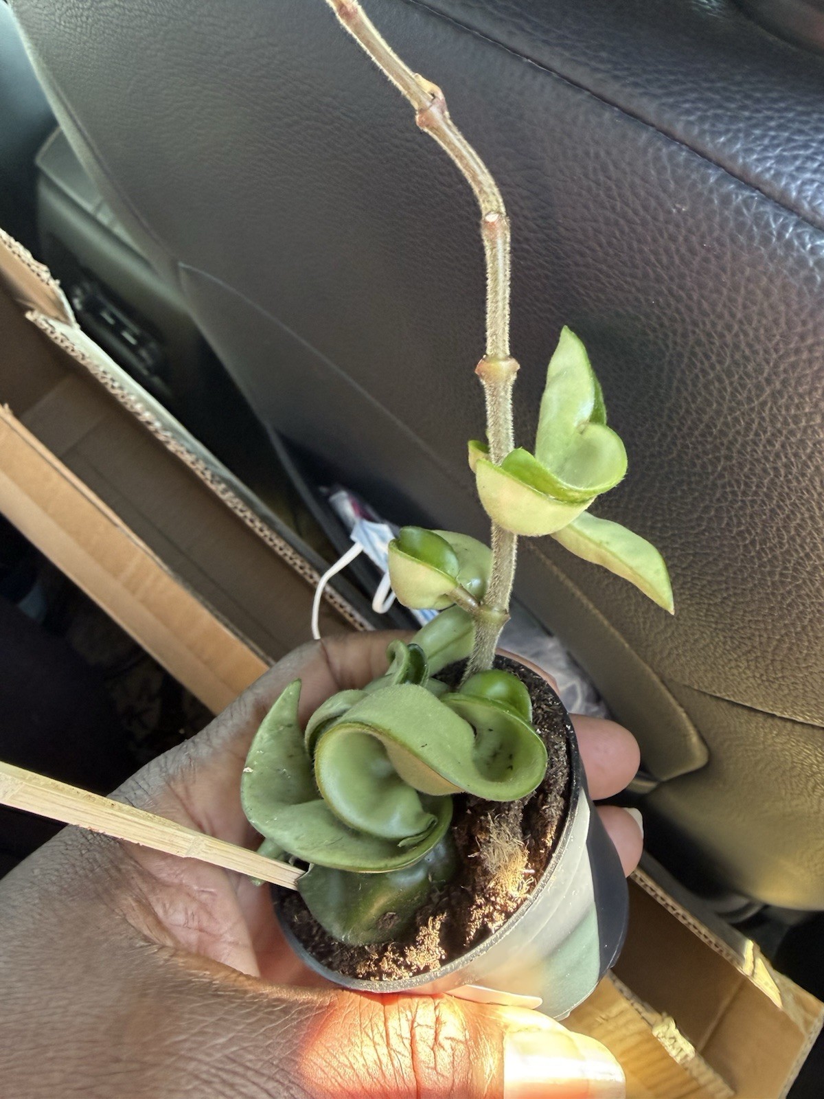 hoya hindu rope Well rooted Plant