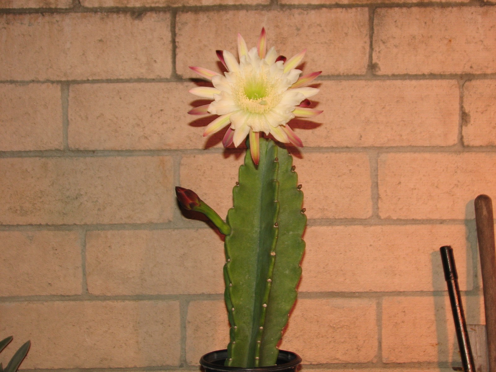 16 1/2 in tall, 5 1/2 in wide Cereus columnar cactus plant