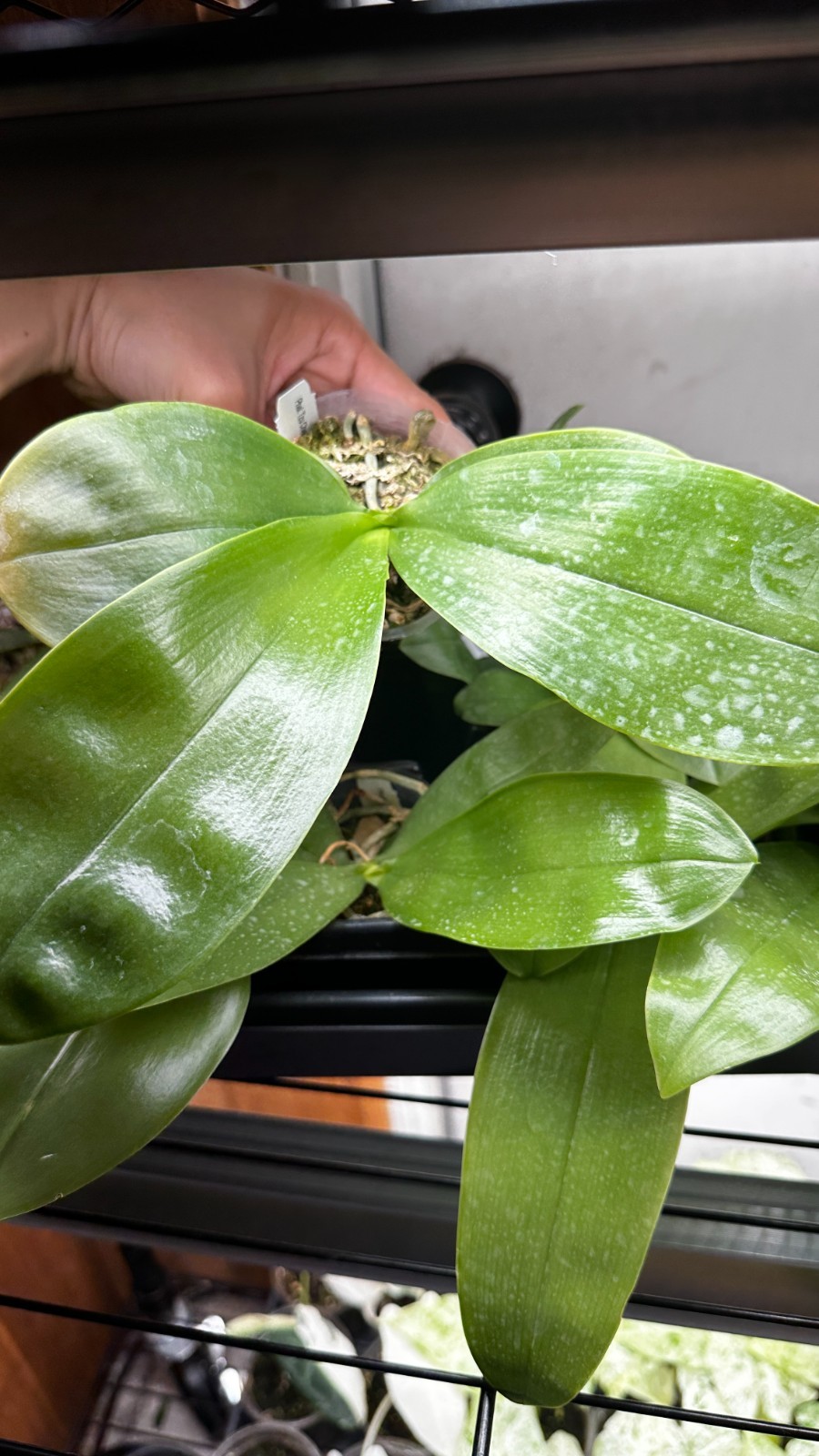 Phalaenopsis bellina ‘Fire’ x sib [IN SPIKE]