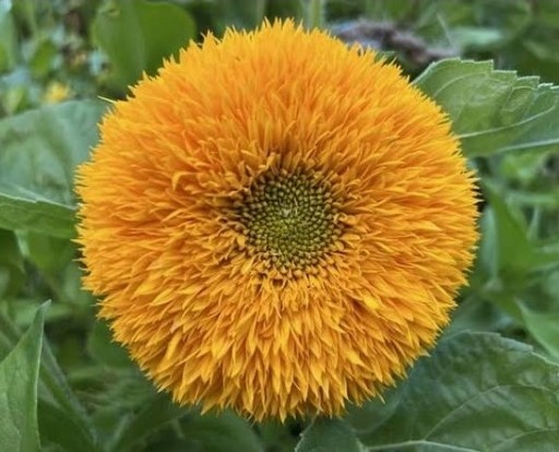 Sunflower “Teddy Bear” – 100 Seeds – Attracts Birds/Butterflies