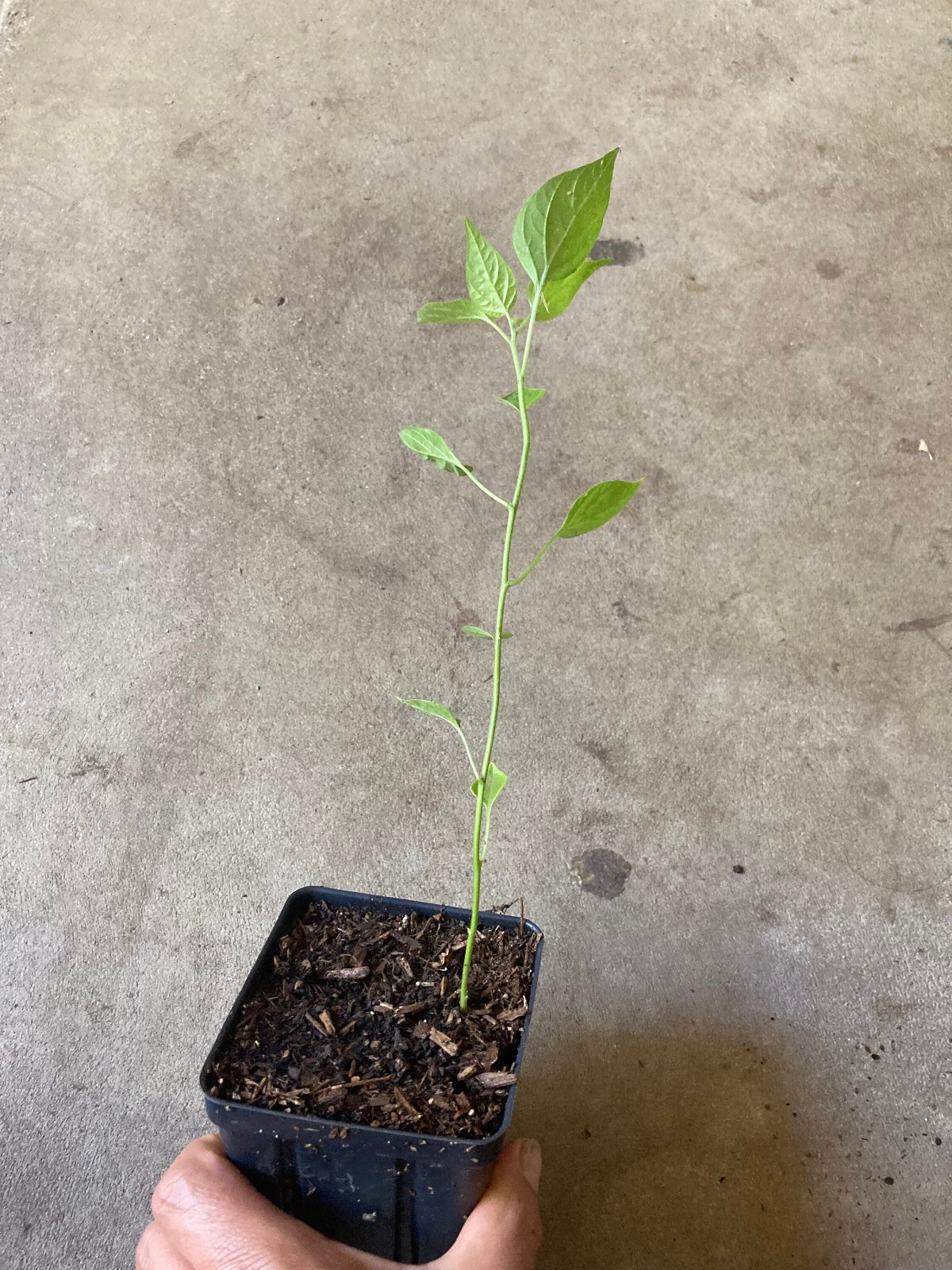 Chiltepin, (chile tepin) Chile Bolita Hot Pepper Non GMO Rare Live Starter Heirl