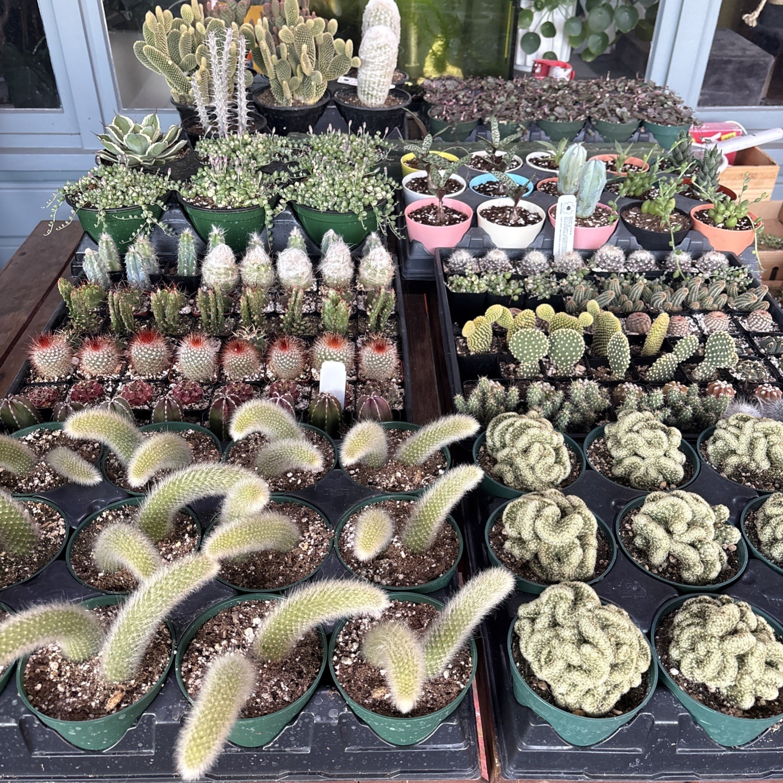 Monkey Tail Cactus | Hildewintera Colademononis 4 in pot