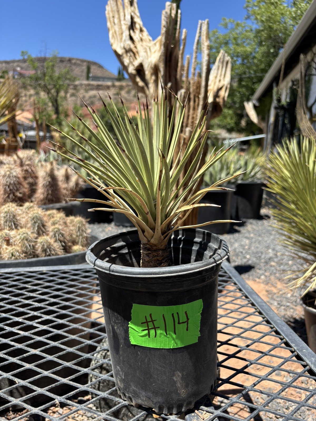 JOSHUA TREE #114 – SINGLE HEAD, 9 INCH – YUCCA BREVIFOLIA