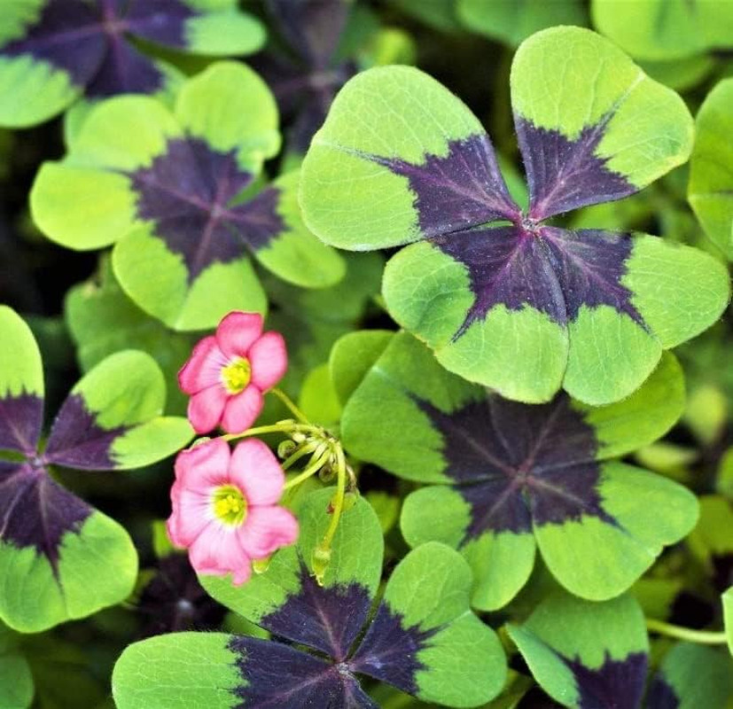 Iron Cross Shamrock Bulbs for Planting – Fast Growing Year round Color Indoors o