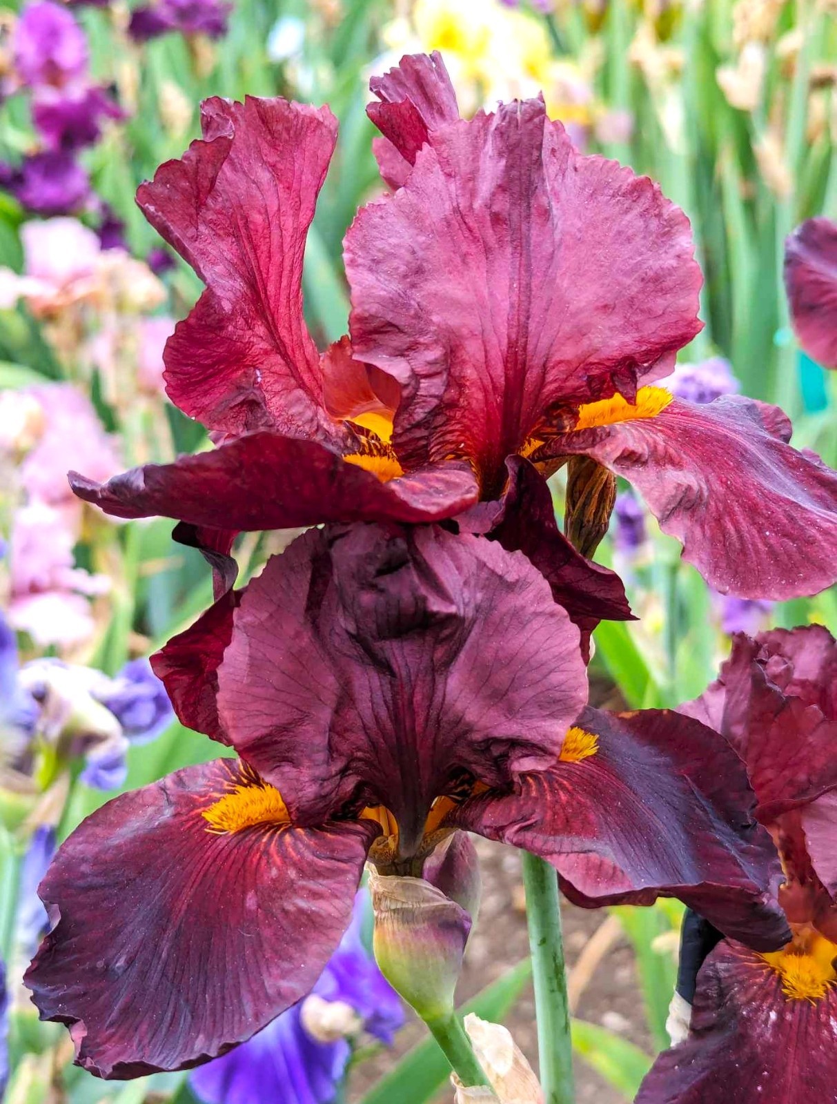 ‘Caliente’ Tall Bearded Iris Rhizome PRE-SALE to Ship Aug/Sept