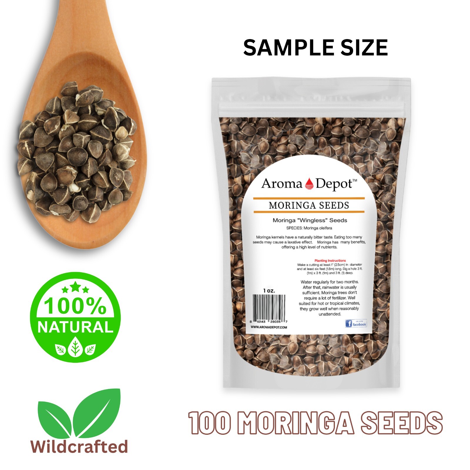 Moringa Seeds 1 oz. Wingless Semillas de Moringa Pepa oleifera Approx. 100 Seeds