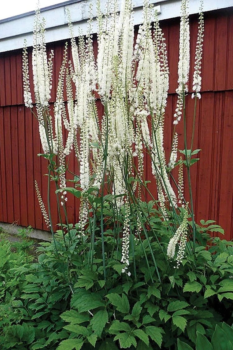 10 Black Cohosh Bare Live Roots for Transplant (Actaea Racemosa)
