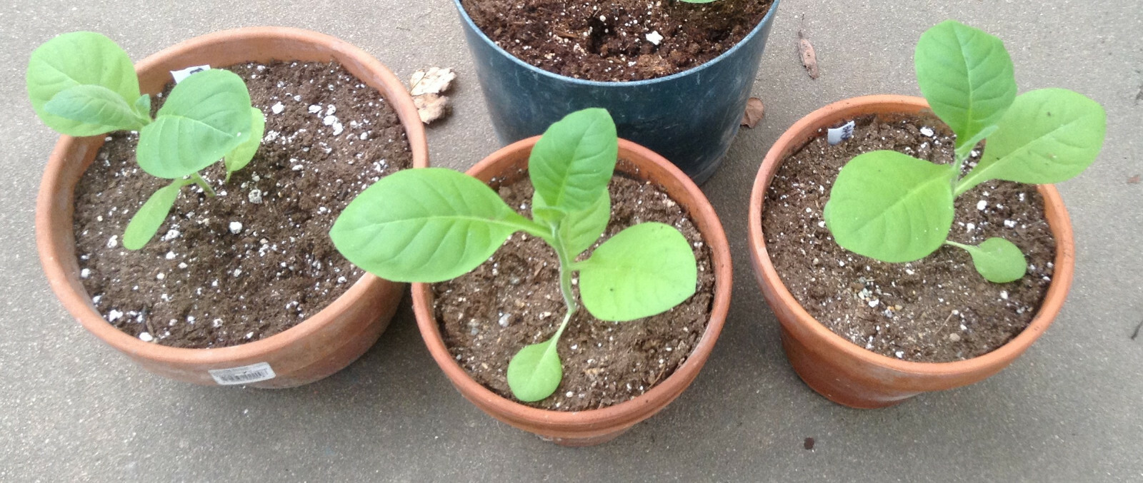 Basma Tobacco – Nicotiana seeds (1000+ per packet)