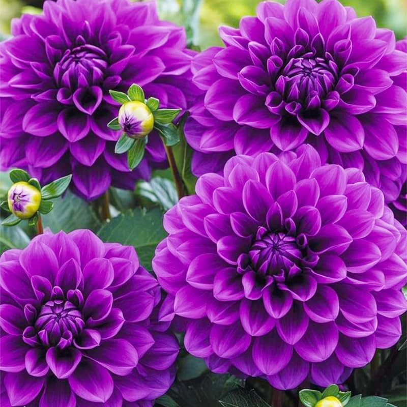 100+ Giant Dahlia Dinner Plate Flower Seeds – Exotic Dahlia for Planting Dahlia