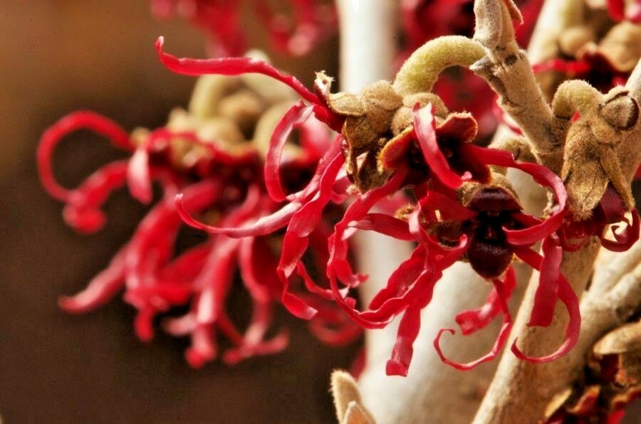 10 SHIBAMICHI RED WITCH HAZEL SEEDS – Hamamelis japonica ‘Tsukubana Kurrean