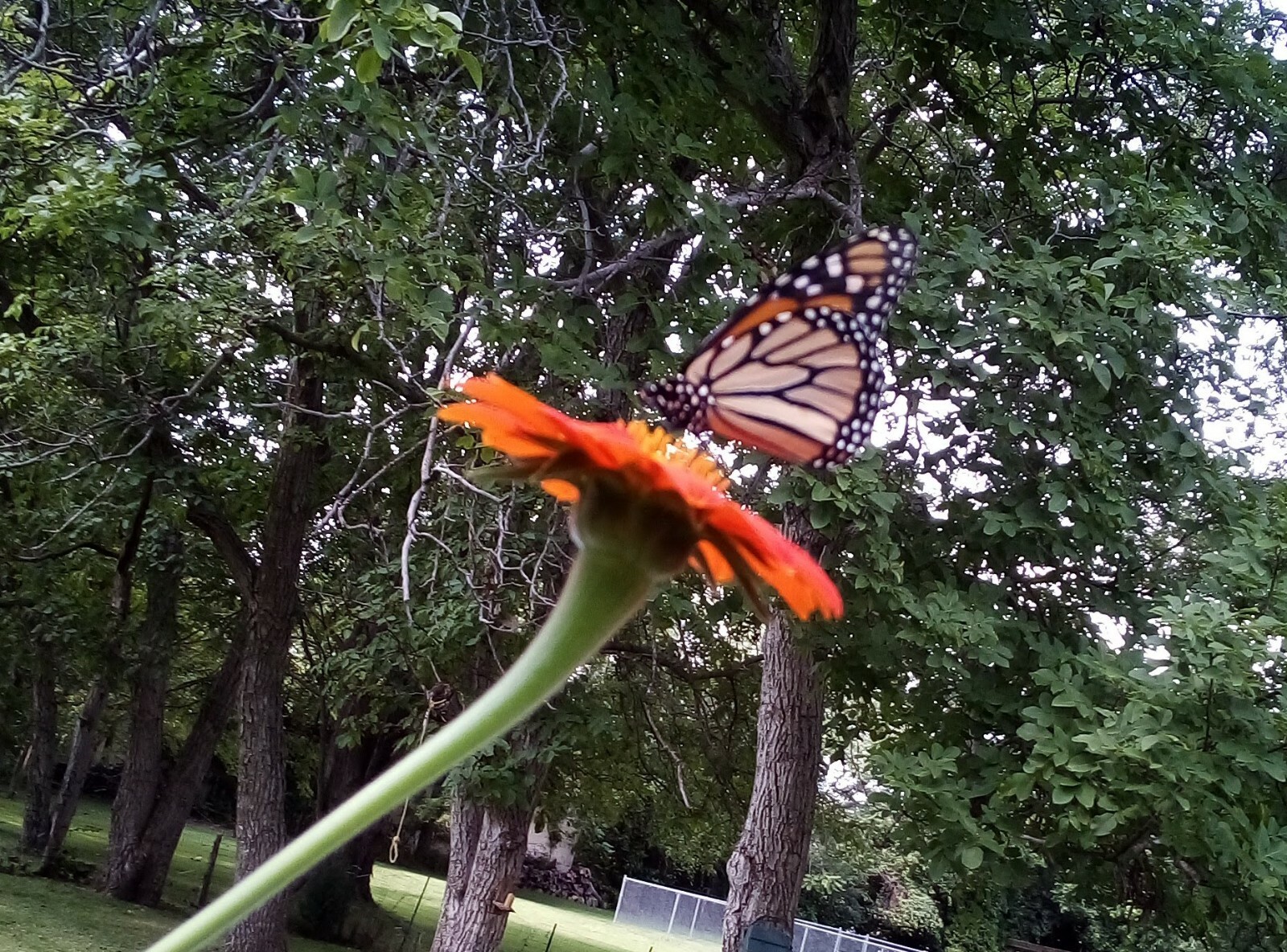 30 SEEDS MEXICAN SUNFLOWER TORCH TITHONIA SPECIOSA