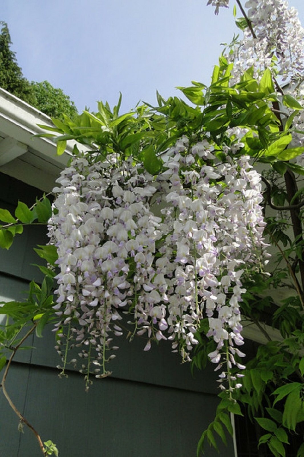 Wisteria floribunda Anwen 8-10 inches tall, grafted plant, New Variety
