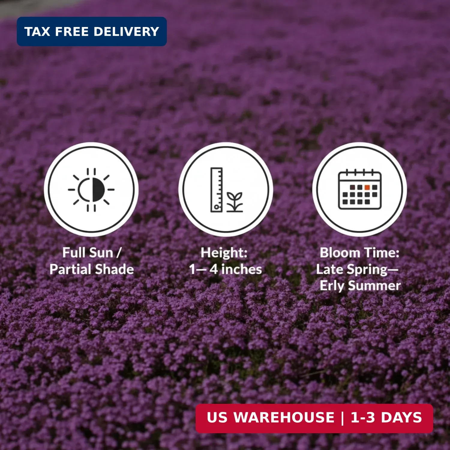 20,000+ Creeping Thyme Seeds Ground Cover, Non-GMO Perennial Flower Seeds, Hardy
