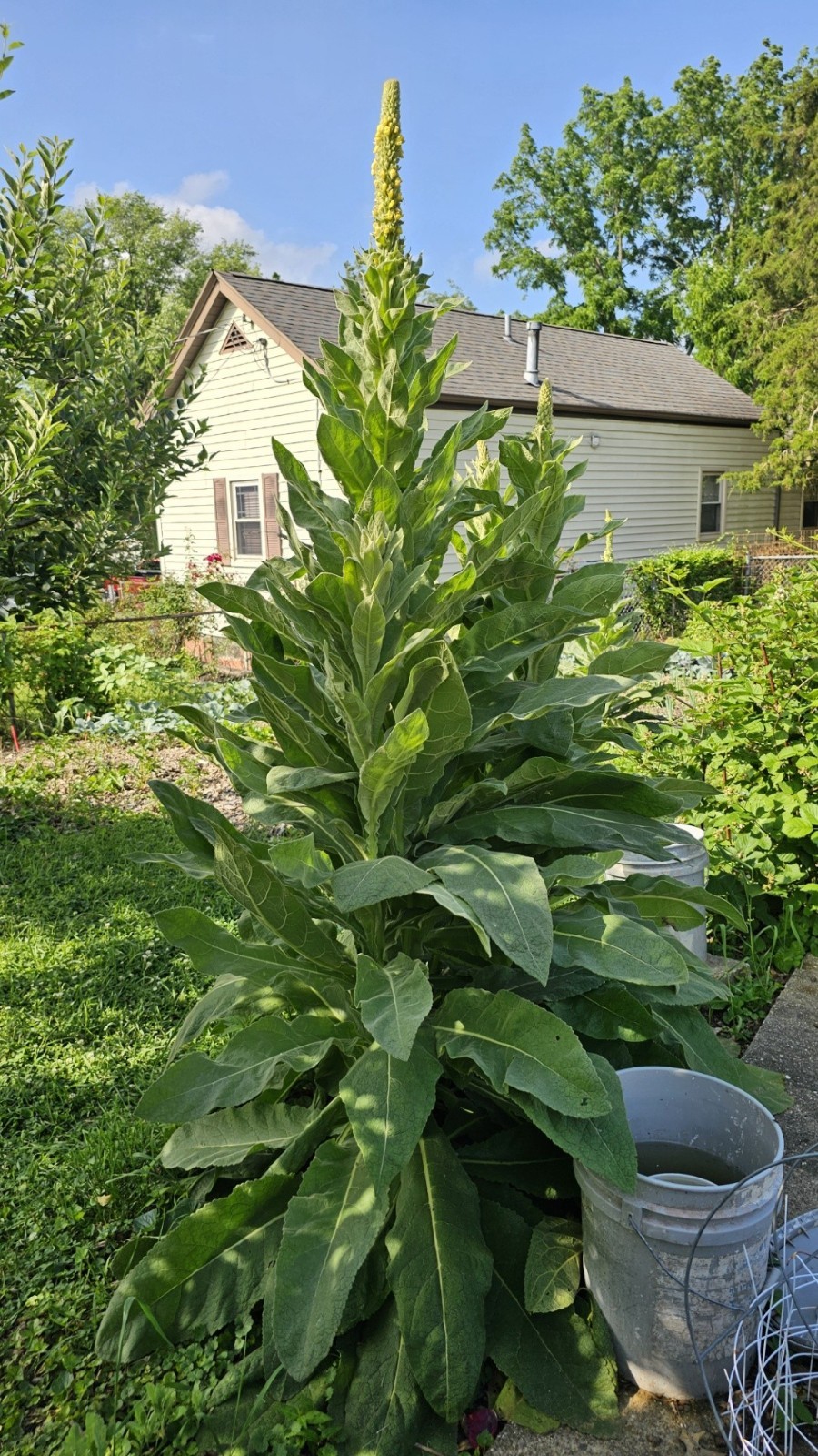 Great Mullein (Verbascum Thapsus) 1000 seeds/1 gram ORGANIC/2025