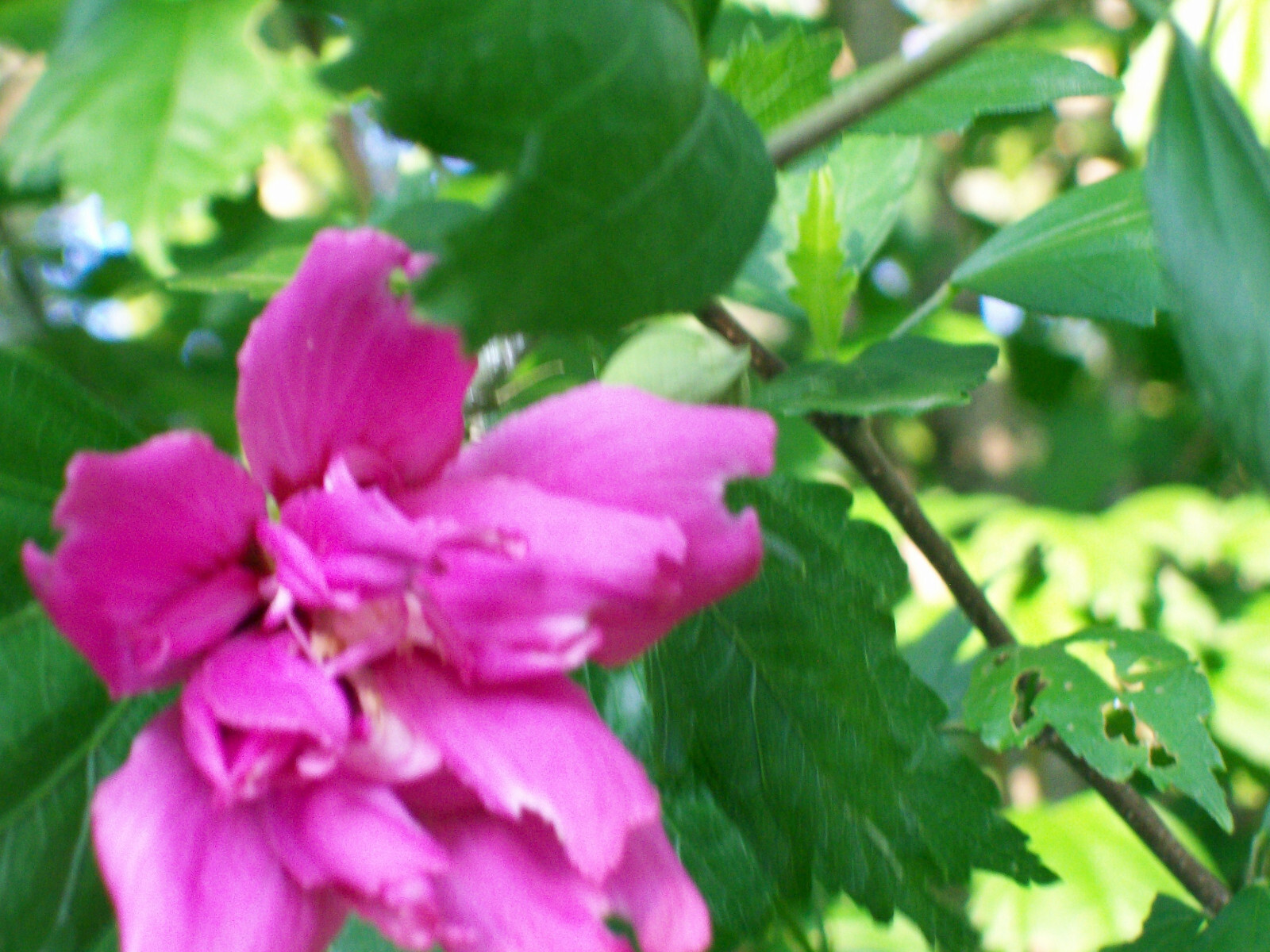 DOUBLE PURPLE/PINK ROSE OF SHARON PLANT UNROOTED CUTTINGS SET OF 10