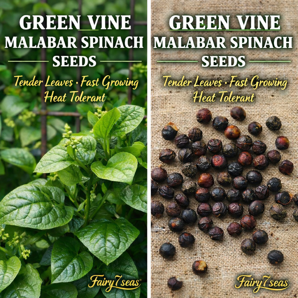 Green Vine Malabar Spinach Seeds – Heat-Loving Climber, Edible Leaves, High Yiel