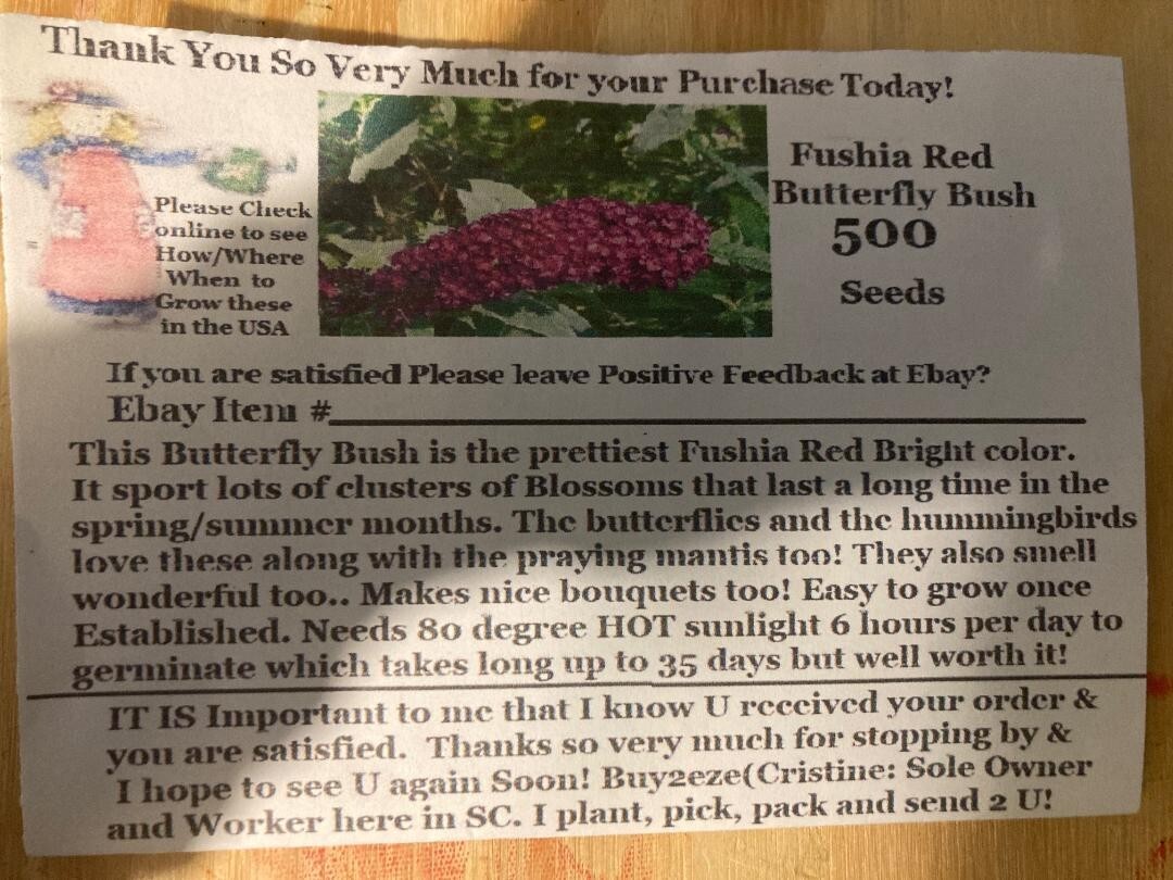 Fushia Red Butterfly Bush Shrub 500 + Seeds USA Home Grown Seller