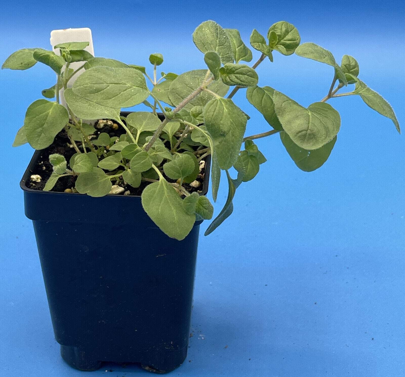 Italian Oregano Live Plant 3″ Starter Pot – Origanum vulgare