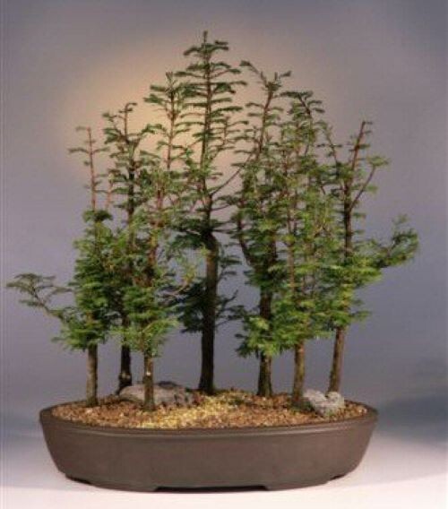 ( 3 ) – Dawn Redwood Tree – Metasequoia – Starter Plants – ( 3 live plants )