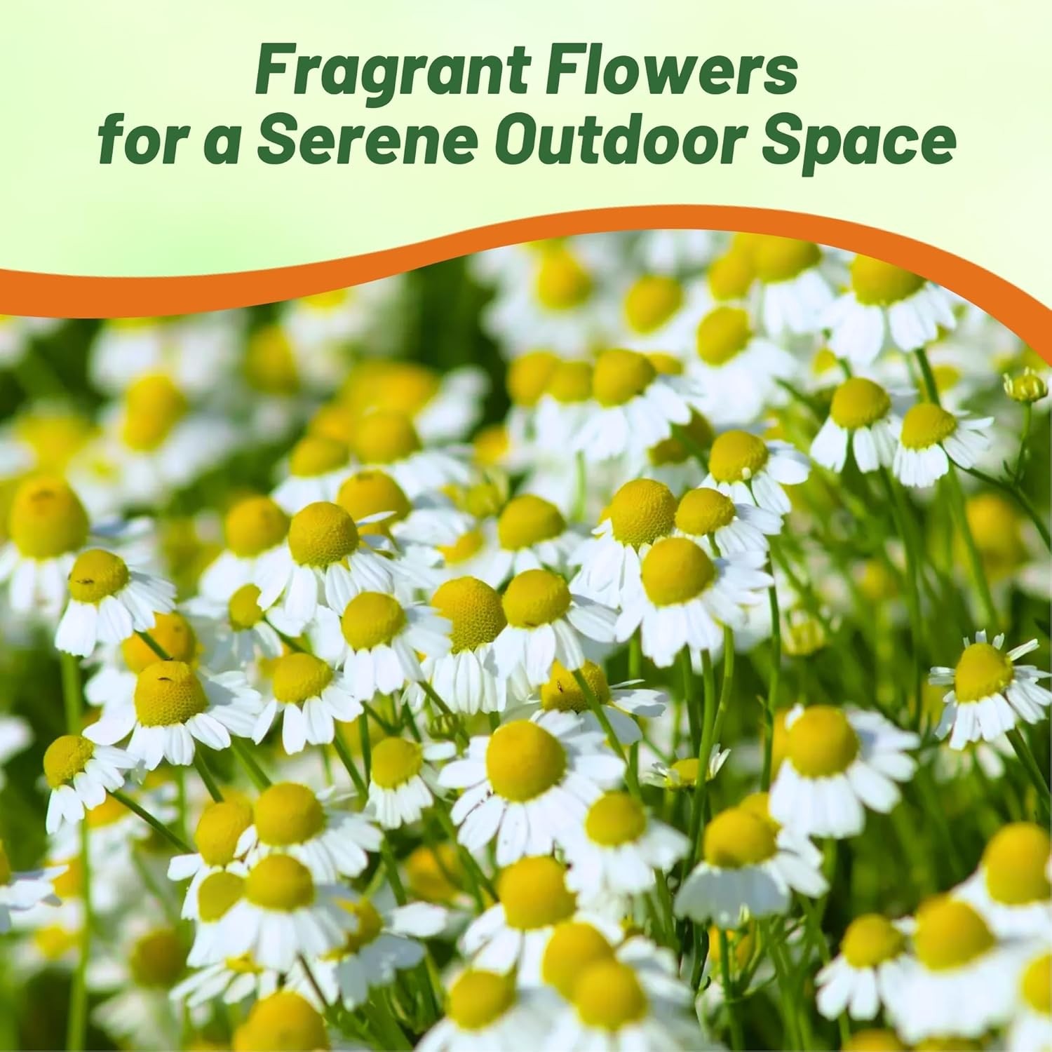 5000 Seeds Chamomile Seeds – German Chamomile Herb Seed