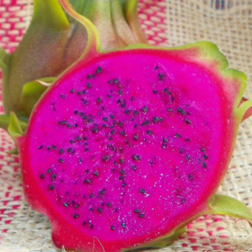 Condor Dragon Fruit 12″+ STARTER PLANT Cutting