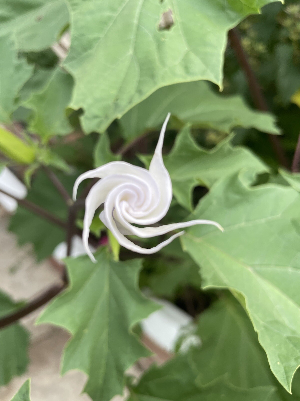 100+ Datura Stramonium (seeds)-Thorn apple, Jimsonweed,Devil’s Trumpet,Fragrant