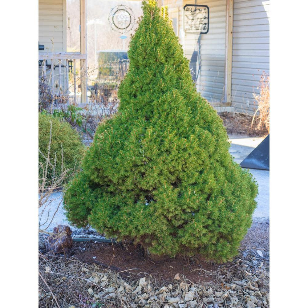 1 Gal. Dwarf Alberta Spruce Shrub Aromatic and Soft Evergreen Foliage NEW