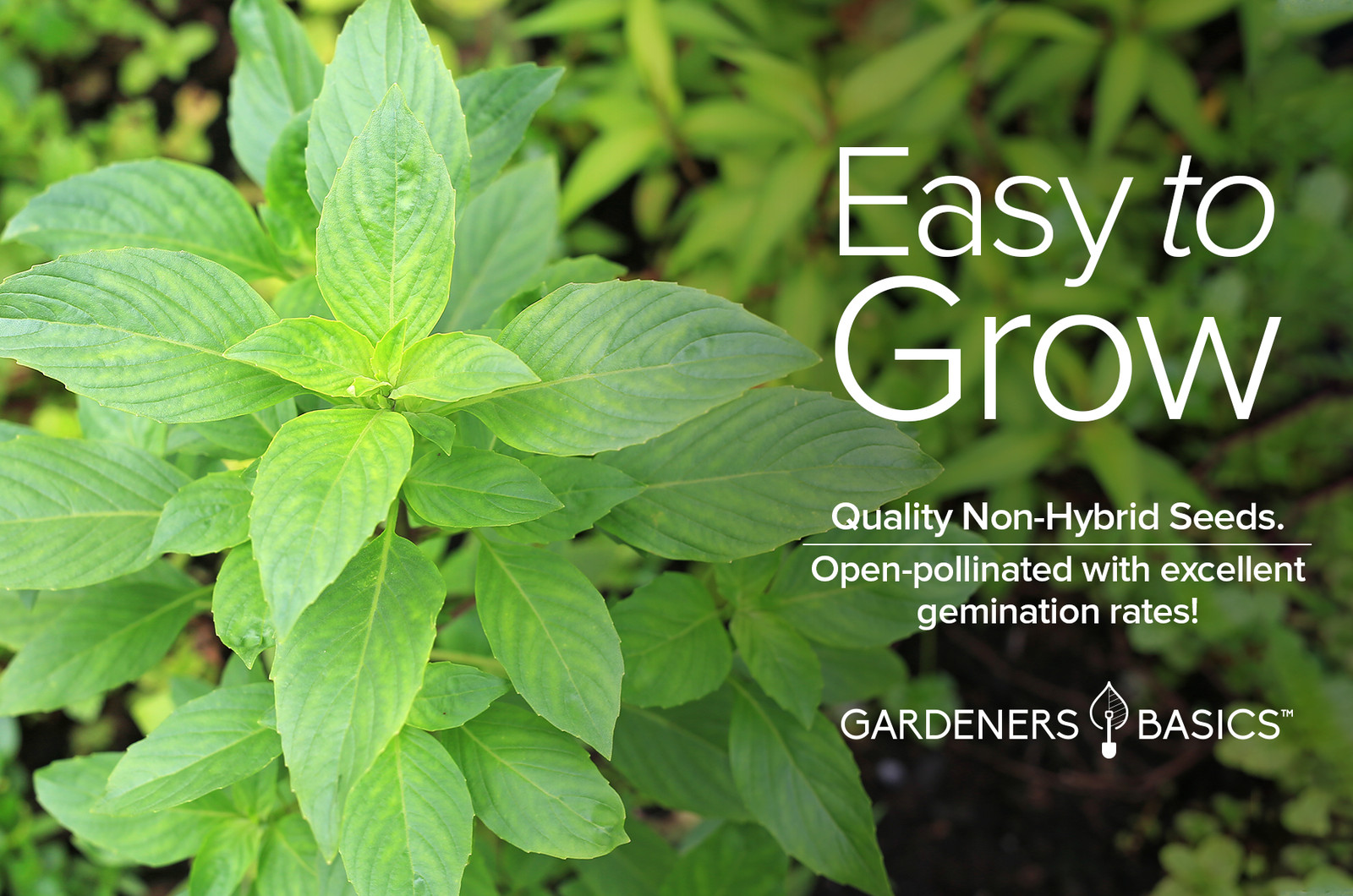 Thai Basil Seeds