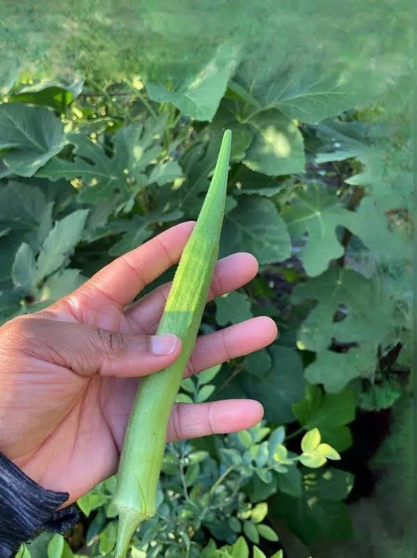 50 Okra Seeds – (Abelmoschus esculentus) HEIRLOOM, NON GMO – USA Seller