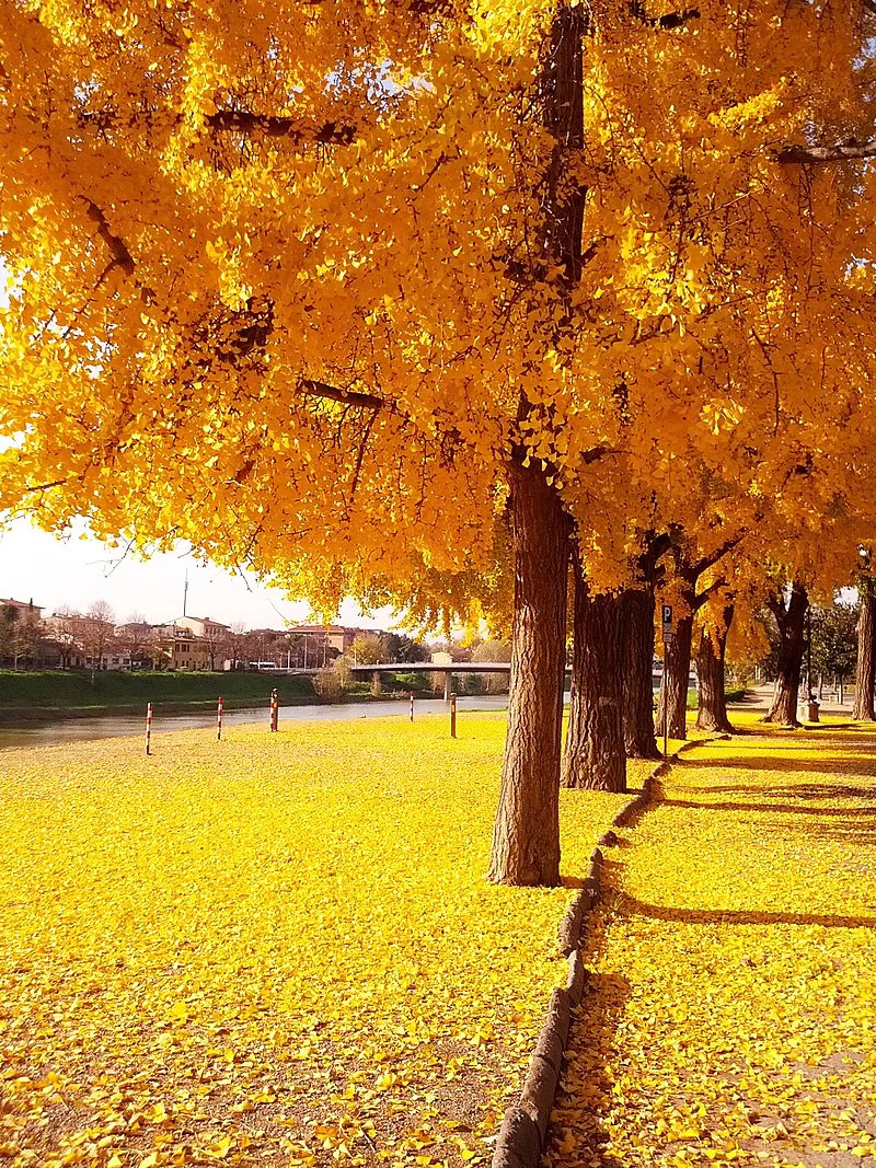 Ginkgo Biloba Tree Seeds | Maidenhair Nuts Perennial Seed For 2024 Fast Shipping