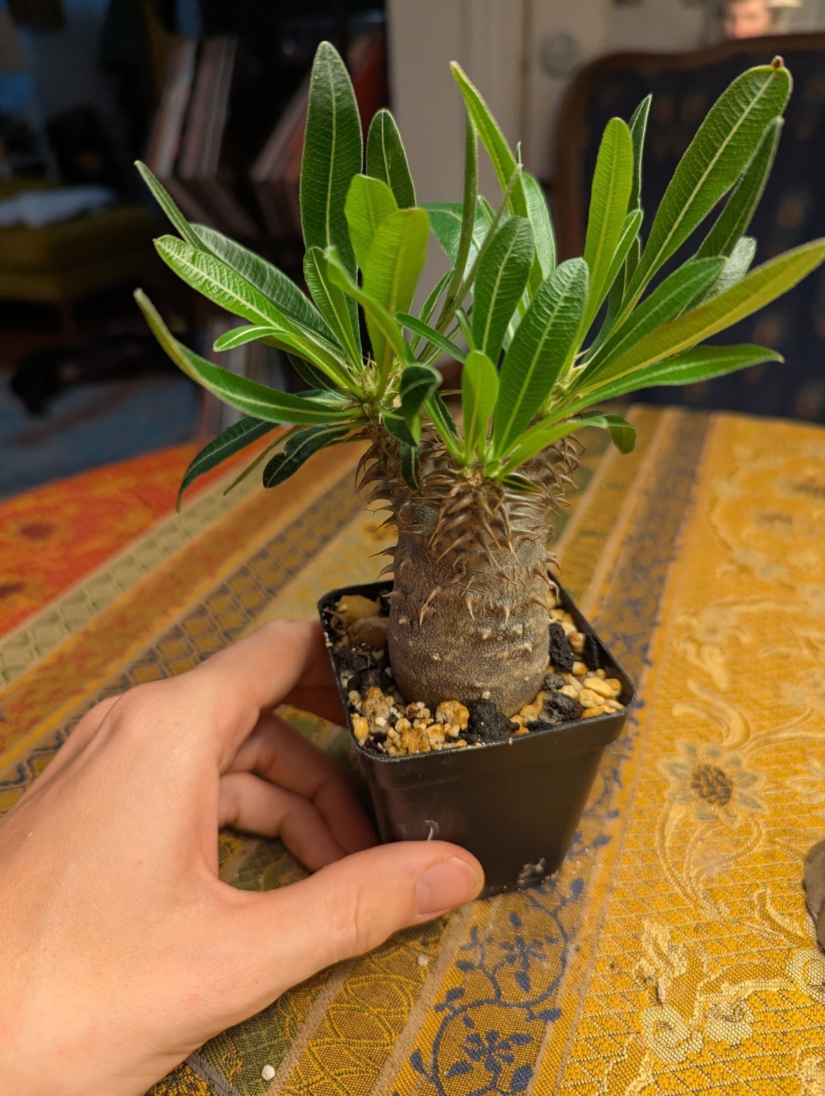 Pachypodium rosulatum subs. makayense (NOT gracilius), Madagascar caudiciform