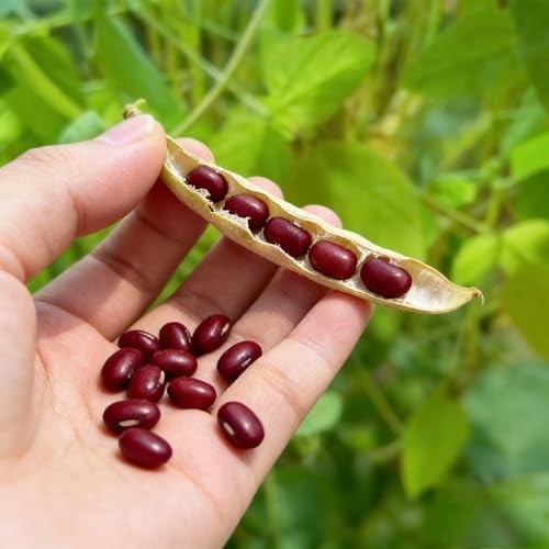 CarpetC 200+ Red Bean Seeds for Planting, Phaseolus vulgaris Heirloom Pole