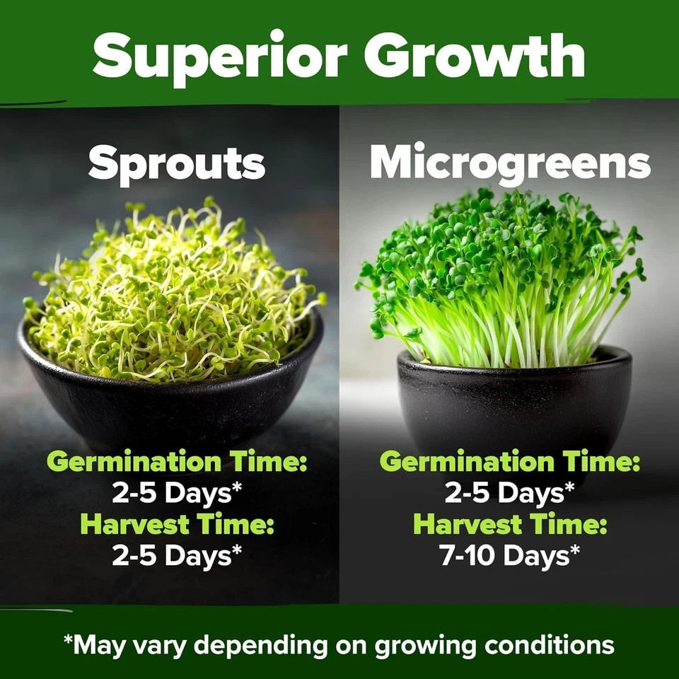 Broccoli Sprouting & Microgreens Seeds – 64,200 Non-GMO Heirloom