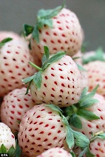 100 WHITE SOUL STRAWBERRY Fragaria Vesca Fruit Flower Berry Seeds *Comb S/H