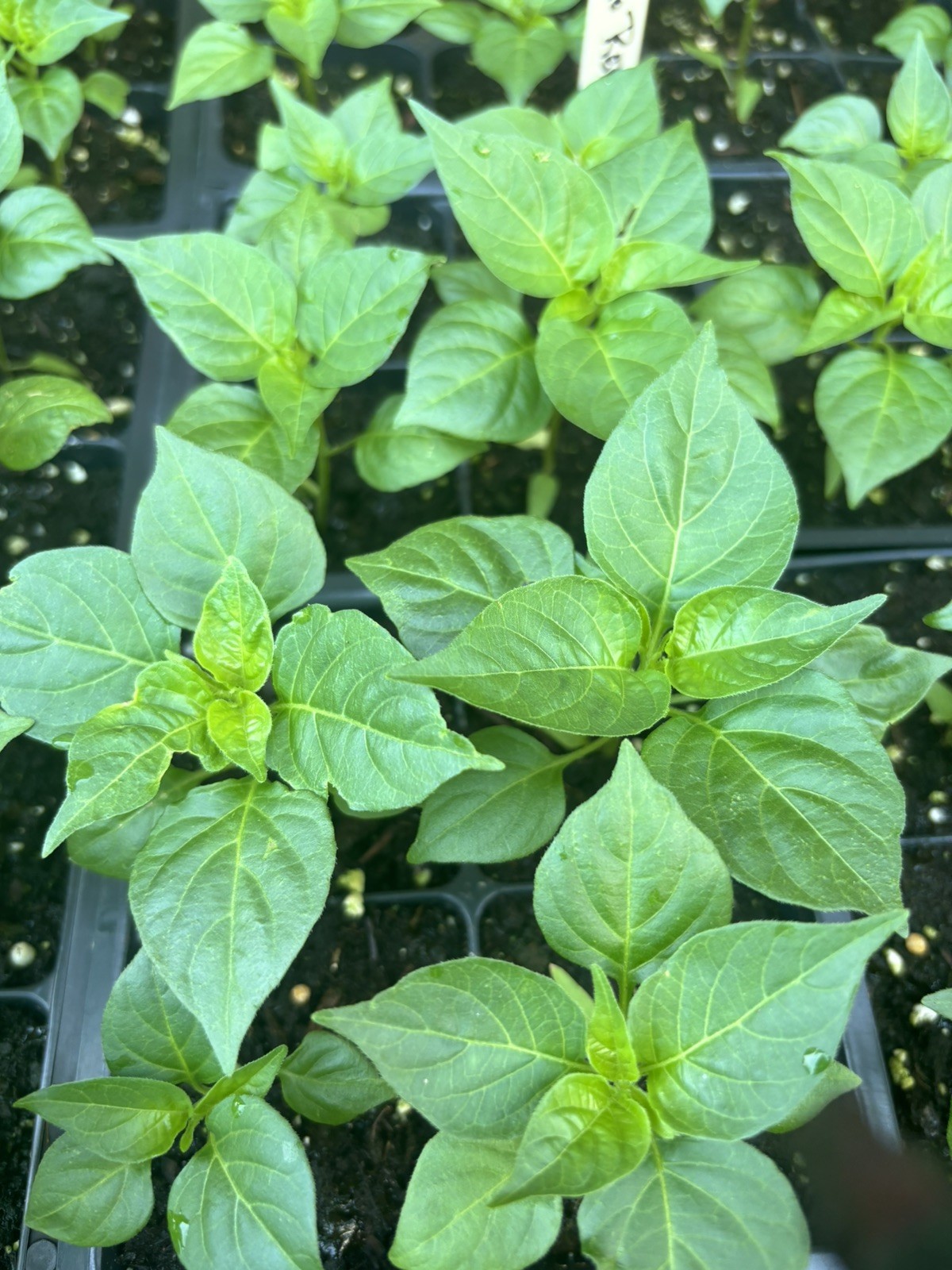 LUCIFER’S DREAM RED HABANERO CHILI LOT OF 3 Super Hot Pepper LIVE PLANTS