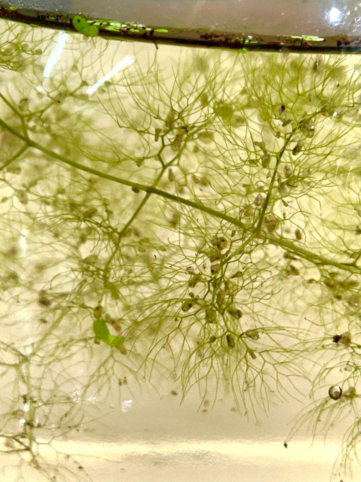 Utricularia macrorhiza – Live Bladderwort Carnivorous Potted Plant