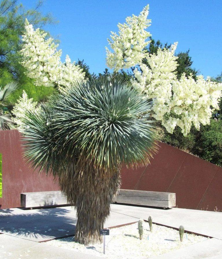 Live Yucca Rostrata ‘Silver Select’ Plant – 3 Gal Pot – No Ship to CA