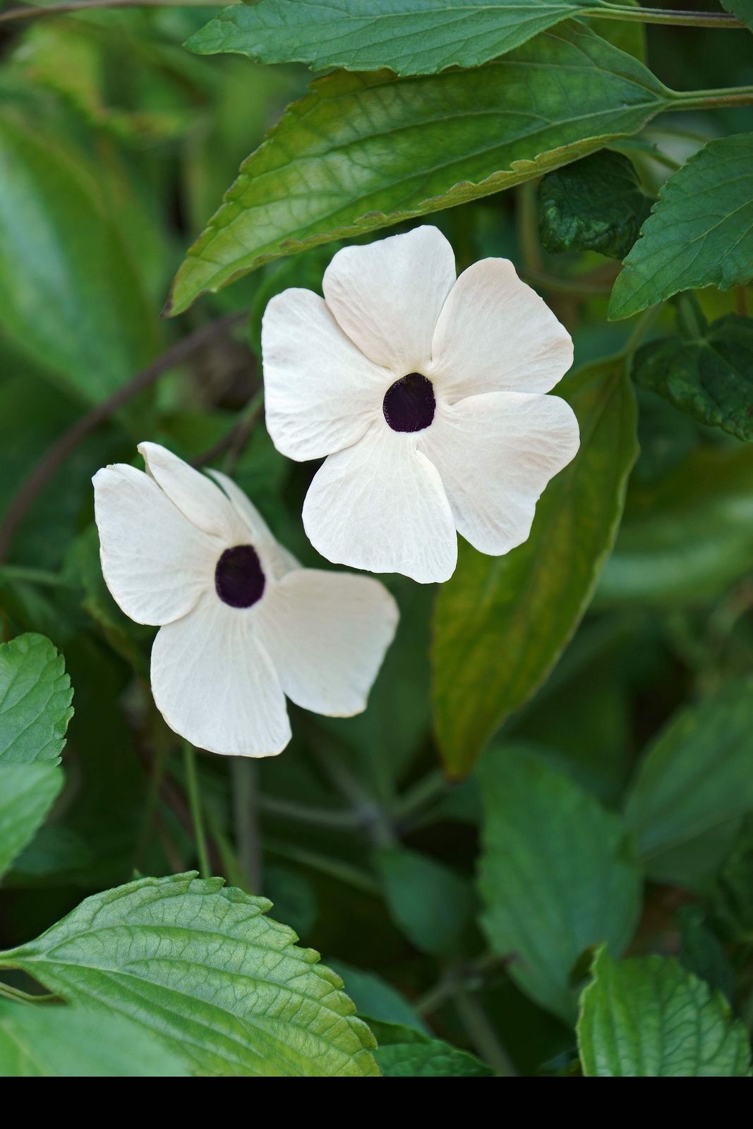 10 WHITE THUNBERGIA Alata VINE Black Eyed Susan Vine Flower Seeds