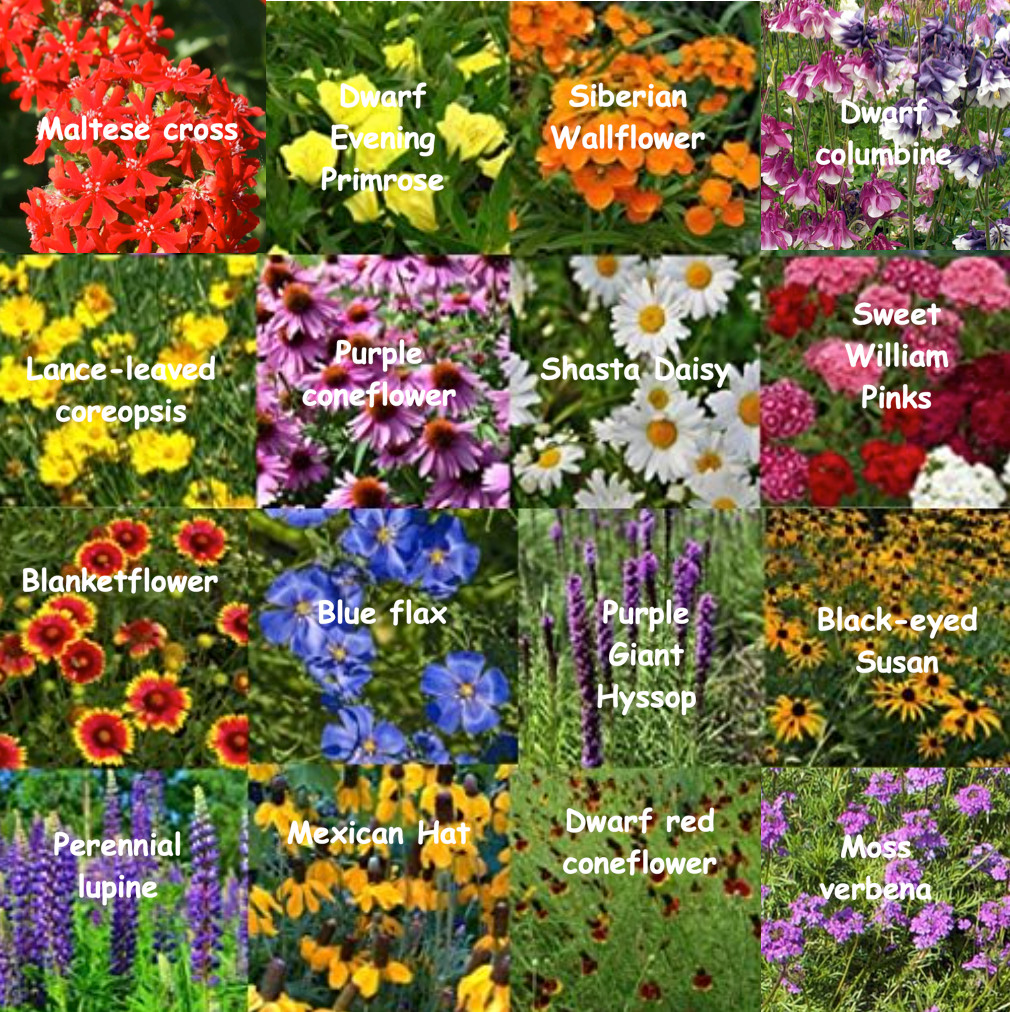 Bulk Wildflower Seed Mix – 1 Pound, All Zones Perennial Mix, Covers 2,000 SQFT