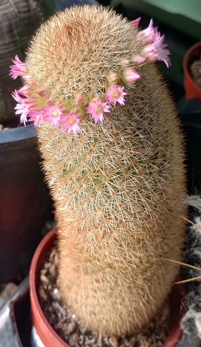 Mammillaria pilcayensis Bronze Spines Huge Clumping Cactus