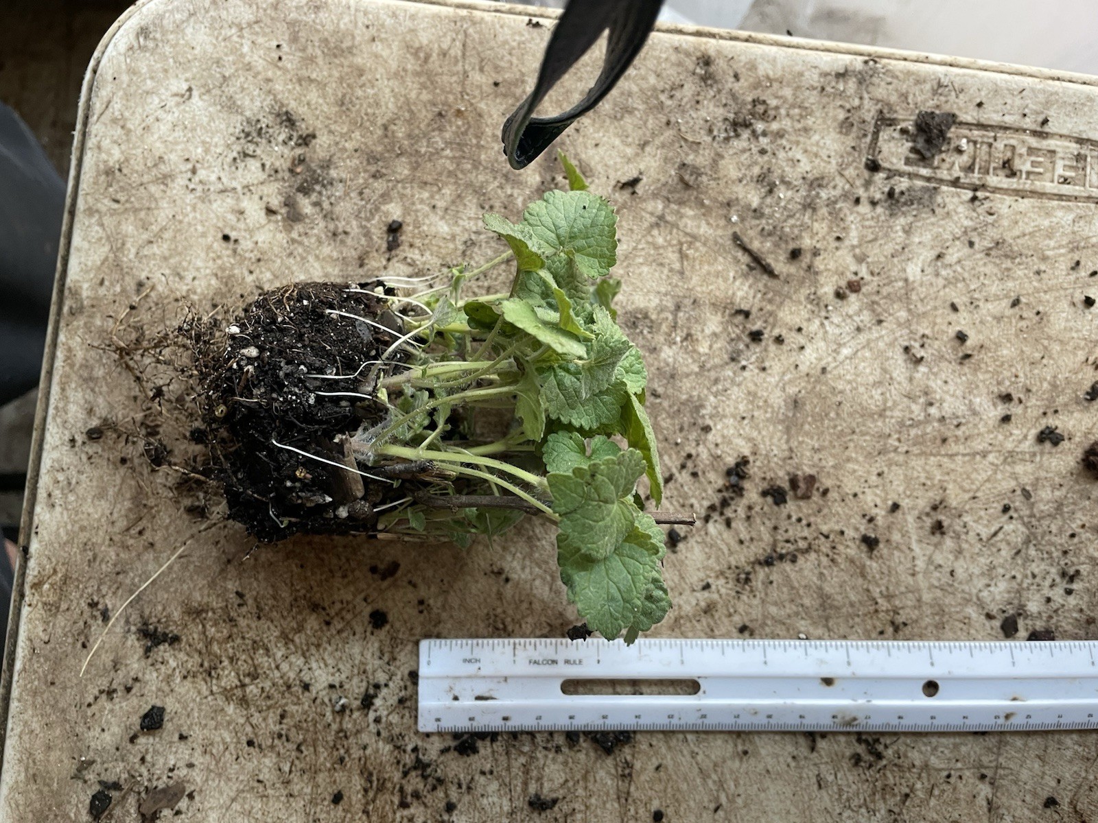 Agastache rugosa, Korean Mint, Huo Xiang, Purple Giant Hyssop, Indian Mint
