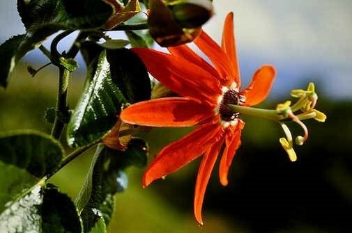 Passiflora manicata | Red Passion Flower| 10_Seeds