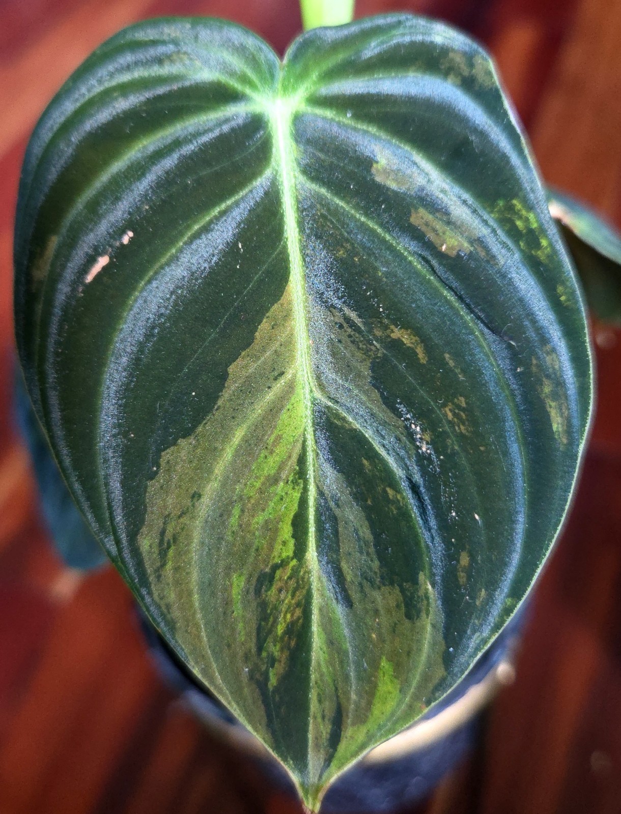 Rare Philodendron Variegated Melanochrysum 13″ Tall Not Anthurium Aroid Monstera