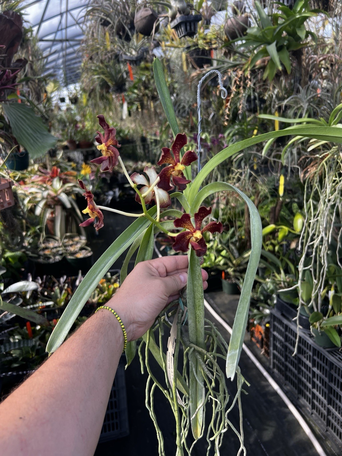 Vanda Motes Hot Mama