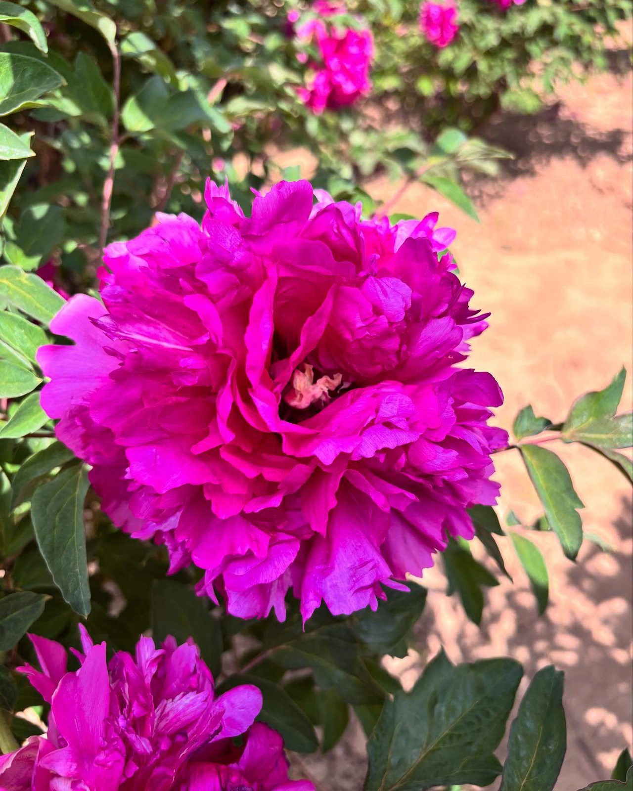 “Li xiang” large flower tree peony